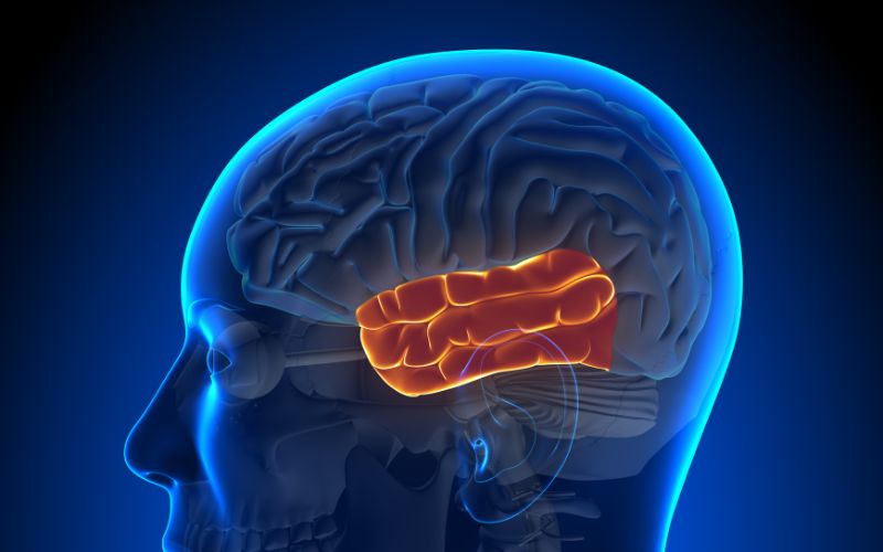 Debasish Mridha, MD – Neurologist in Saginaw, Michigan, memory assessment Saginaw, dementia care Saginaw, best neurologist in Saginaw MI.